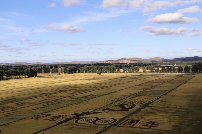 (3D彩稻景观画 央视网记者 王静远 摄)