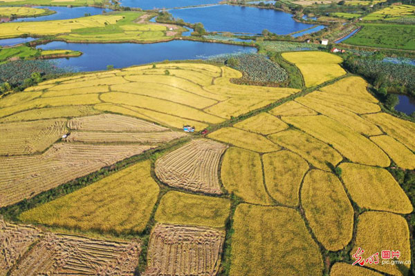 【网络中国节·中秋】中秋时节话丰收 【网络中国节·中秋】中秋时节话丰收