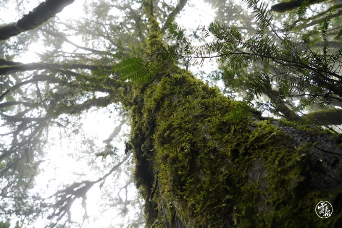 云南野生红豆杉二8月26日拍摄_副本.jpg