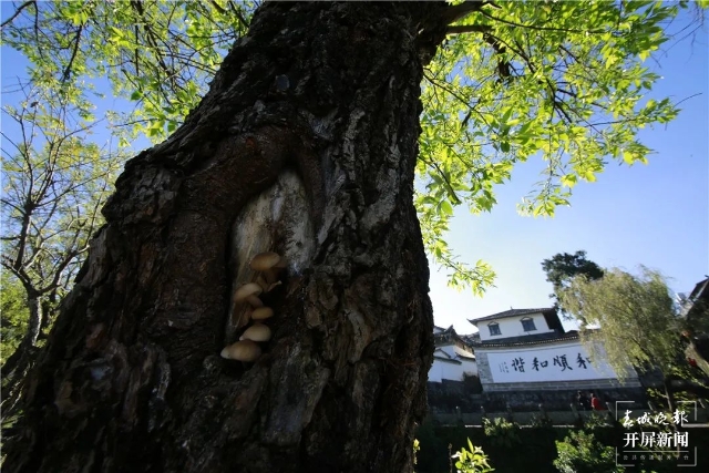 腾冲和顺：万木竞长百鸟欢歌，人民安居天地人和！ (8).jpg