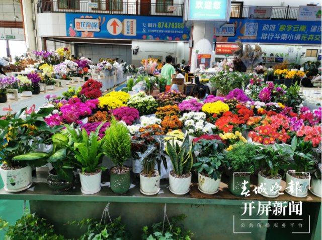 昆明斗南花市迎来鲜花采购高峰 春城晚报-开屏新闻记者 李赛 摄影报道