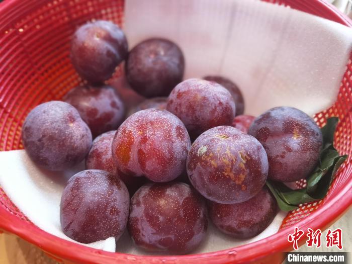 桃园槜李 周孙榆 摄 桃园槜李 周孙榆 摄