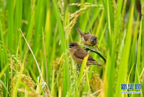 4_gaitubao_600x406 4_gaitubao_600x406