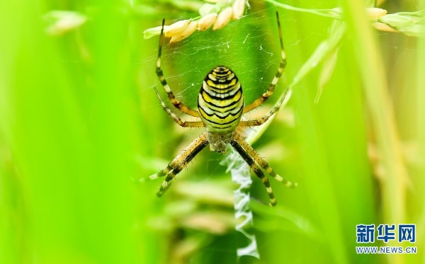 6_gaitubao_600x373 6_gaitubao_600x373