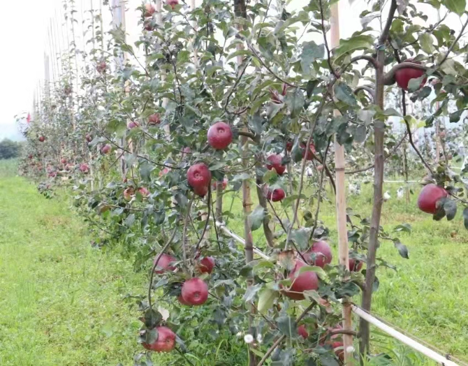 419dc31d-6c9f-4b12-9c8b-9a7db36a2df9 419dc31d-6c9f-4b12-9c8b-9a7db36a2df9