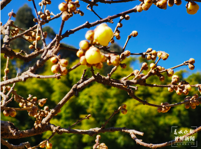 惊艳了昆明的冬天！黑龙潭公园第一波蜡梅已上线