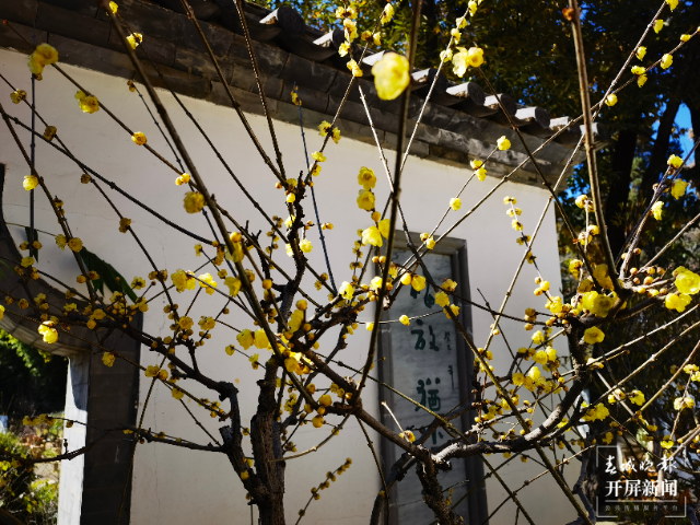 惊艳了昆明的冬天！黑龙潭公园第一波蜡梅已上线