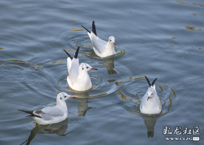 ccioewiwrtc ccioewiwrtc