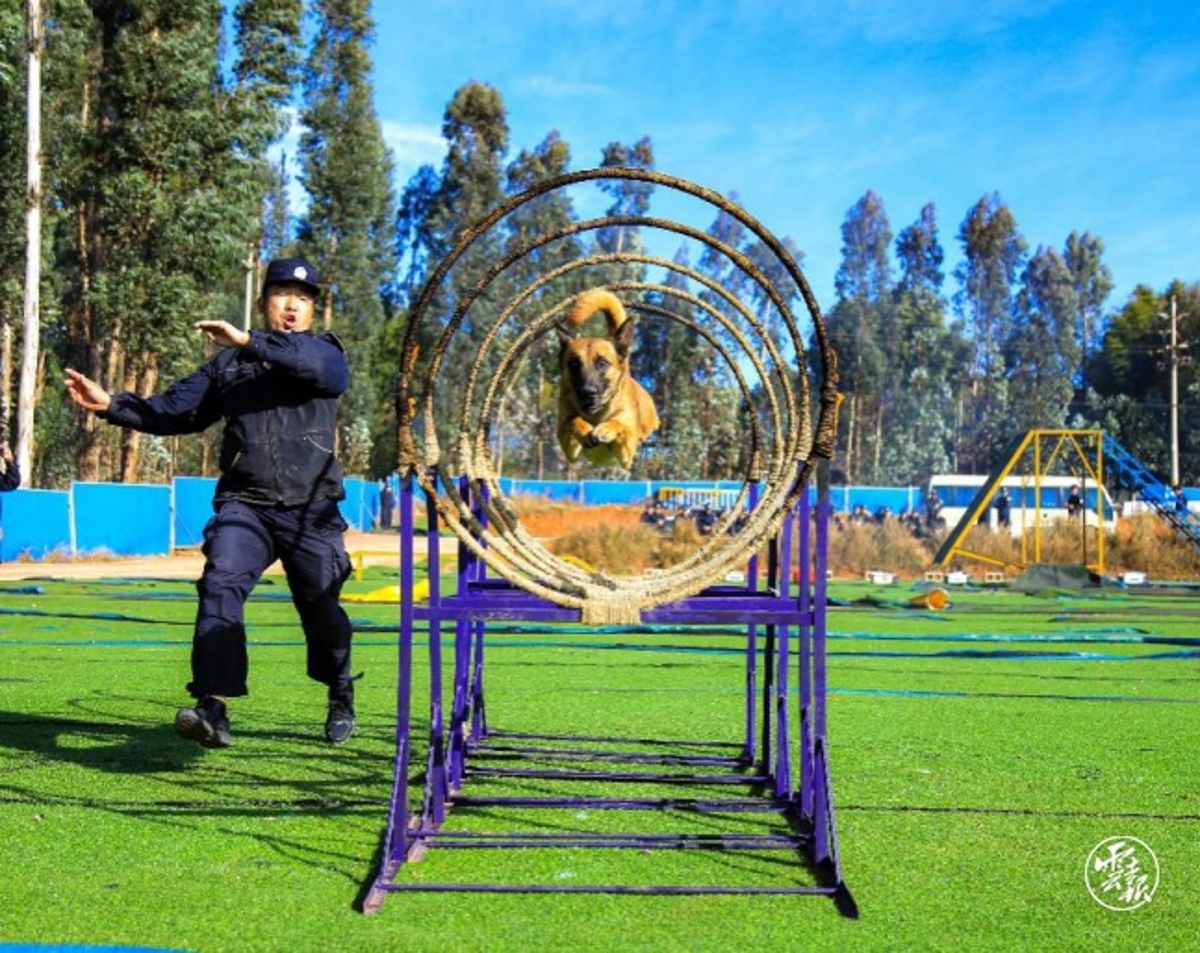 走进云南警犬训练基地看屡立奇功的汪汪队是如何炼成的