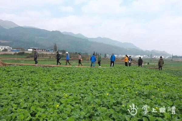 罗平油菜花海下发现东汉墓群！