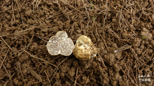 云南发现2个块菌新种（通讯员 万山平 摄）