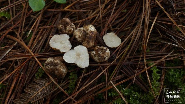 云南发现2个块菌新种（通讯员 万山平 摄）