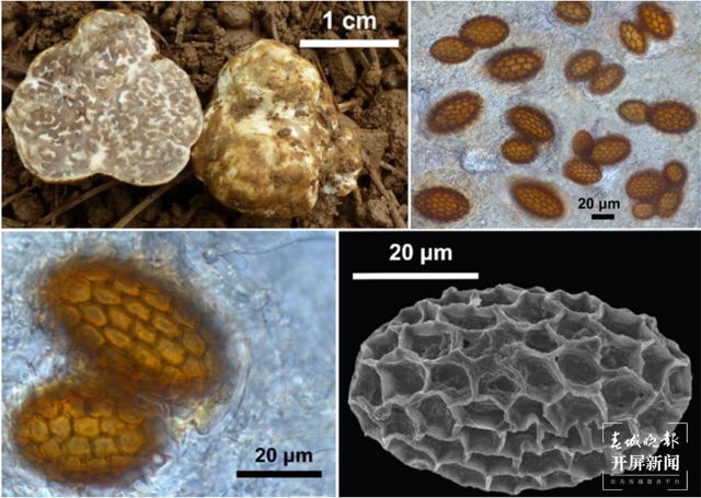 云南发现2个块菌新种（通讯员 万山平 摄）