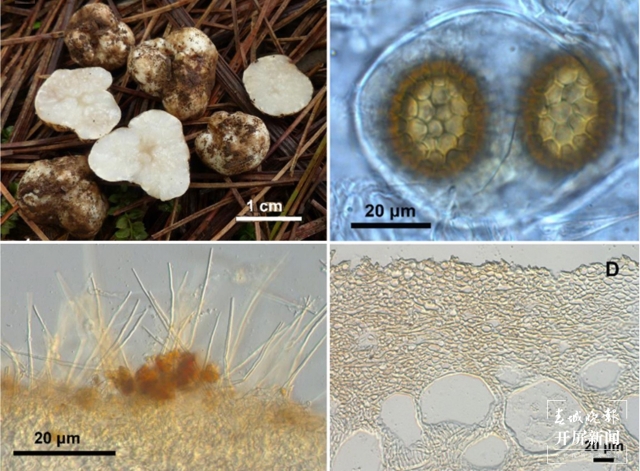 云南发现2个块菌新种（通讯员 万山平 摄）