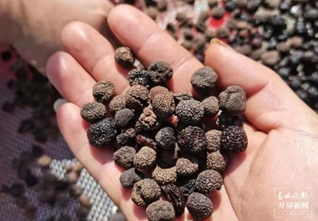 云南发现2个块菌新种（通讯员 万山平 摄）