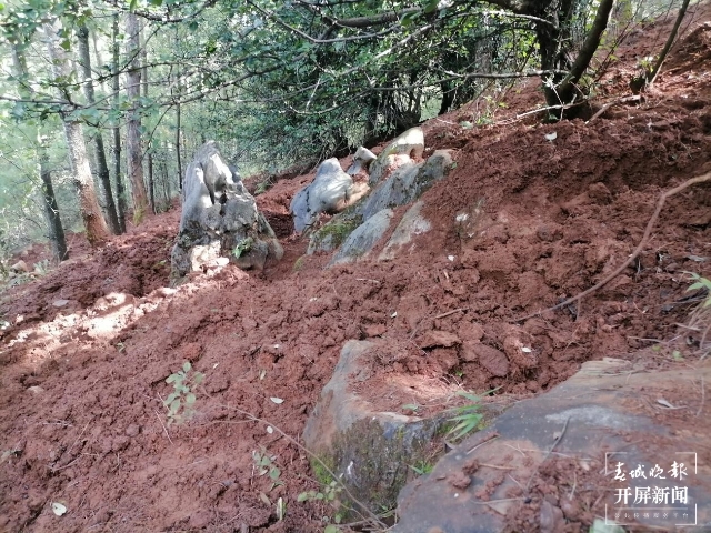 云南发现2个块菌新种（通讯员 万山平 摄）