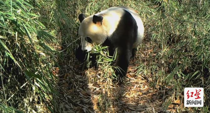 点击查看高清原图 点击查看高清原图