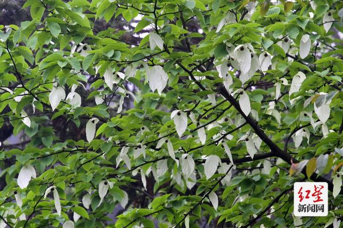 点击查看高清原图