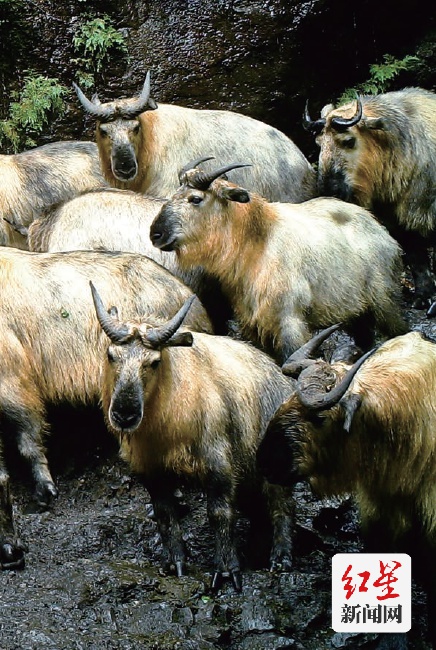 点击查看高清原图 点击查看高清原图