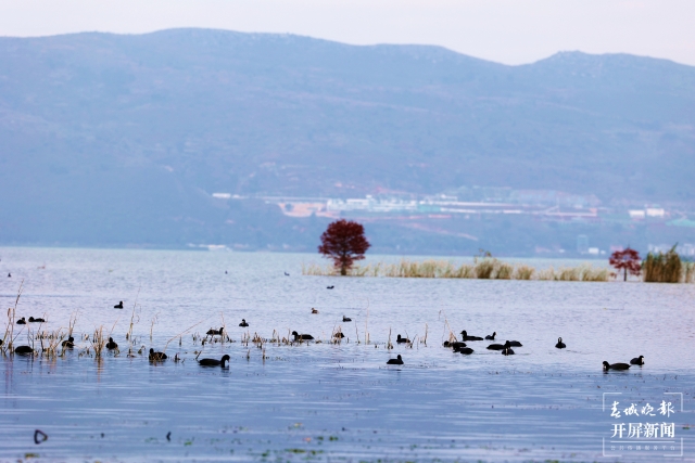 开屏策划｜冬至云南—星云湖白骨顶鸡（开屏新闻记者及通讯员 摄）