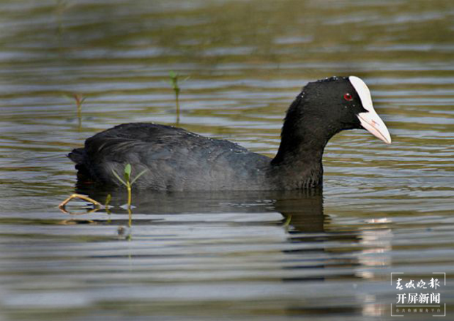 开屏策划｜冬至云南—星云湖白骨顶鸡（开屏新闻记者及通讯员 摄）