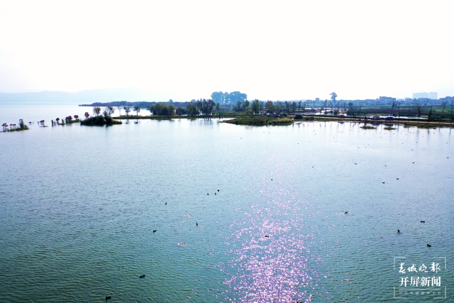 开屏策划｜冬至云南—星云湖白骨顶鸡（开屏新闻记者及通讯员 摄）