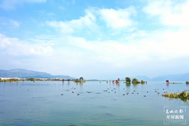 开屏策划｜冬至云南—星云湖白骨顶鸡（开屏新闻记者及通讯员 摄）