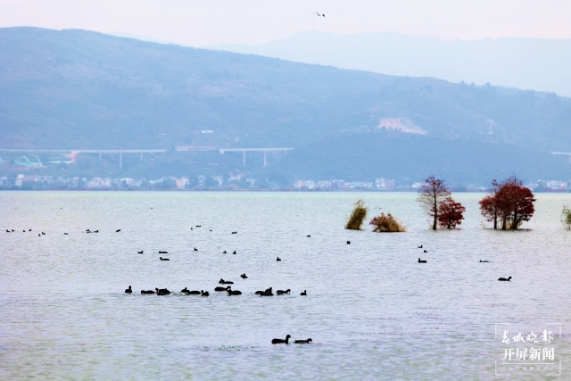 开屏策划｜冬至云南—星云湖白骨顶鸡（开屏新闻记者及通讯员 摄）