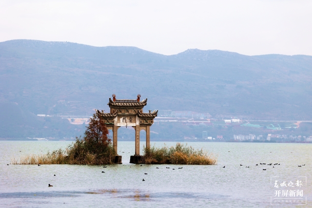 开屏策划｜冬至云南—星云湖白骨顶鸡（开屏新闻记者及通讯员 摄）