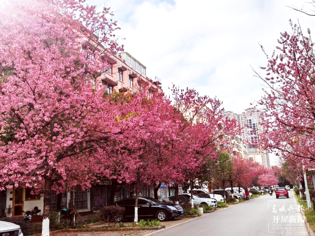 开屏策划｜冬至云南—曲靖樱花（开屏新闻记者及通讯员 摄）