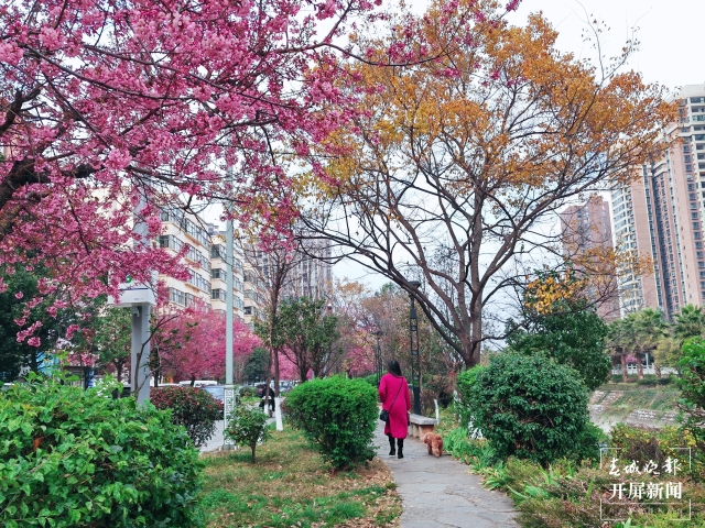 开屏策划｜冬至云南—曲靖樱花（开屏新闻记者及通讯员 摄）