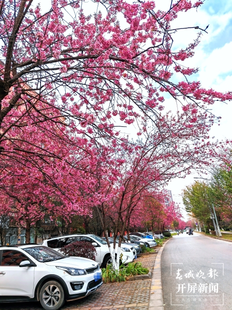 开屏策划｜冬至云南—曲靖樱花（开屏新闻记者及通讯员 摄）