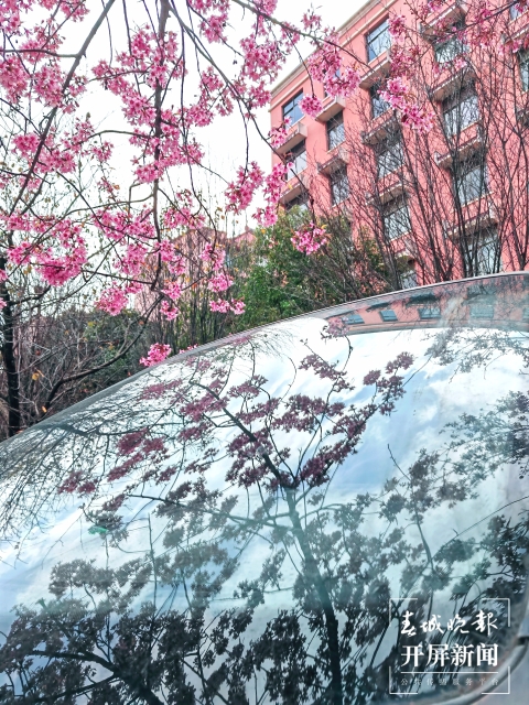 开屏策划｜冬至云南—曲靖樱花（开屏新闻记者及通讯员 摄）