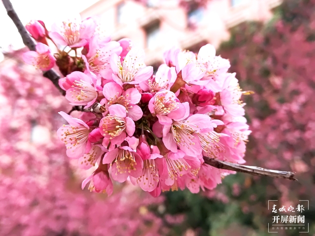 开屏策划｜冬至云南—曲靖樱花（开屏新闻记者及通讯员 摄）