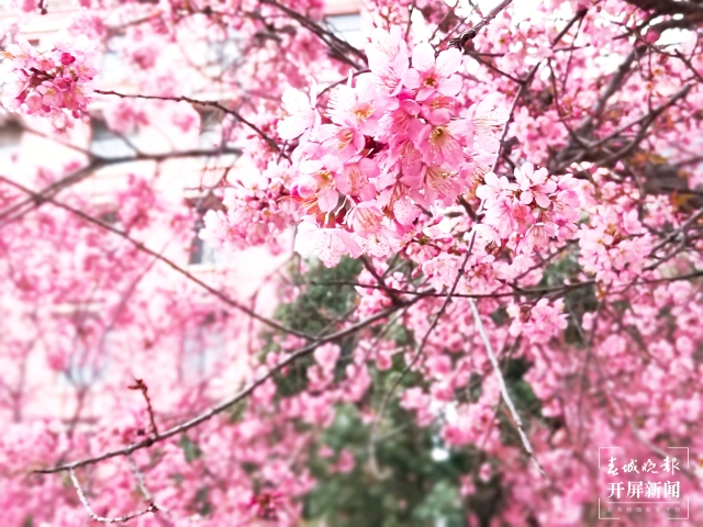 开屏策划｜冬至云南—曲靖樱花（开屏新闻记者及通讯员 摄）