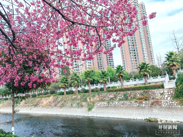 开屏策划｜冬至云南—曲靖樱花（开屏新闻记者及通讯员 摄）