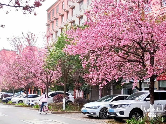 开屏策划｜冬至云南—曲靖樱花（开屏新闻记者及通讯员 摄）