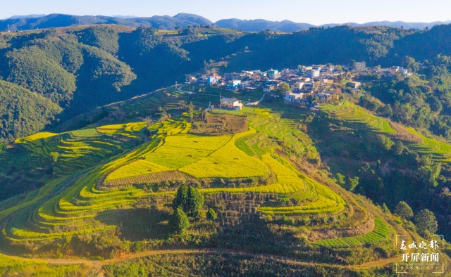 开屏策划｜冬至云南—元江油菜花（开屏新闻记者及通讯员 摄）
