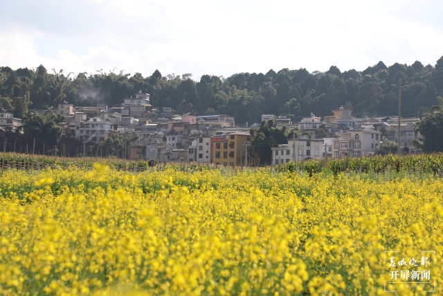 开屏策划｜冬至云南—元江油菜花（开屏新闻记者及通讯员 摄）