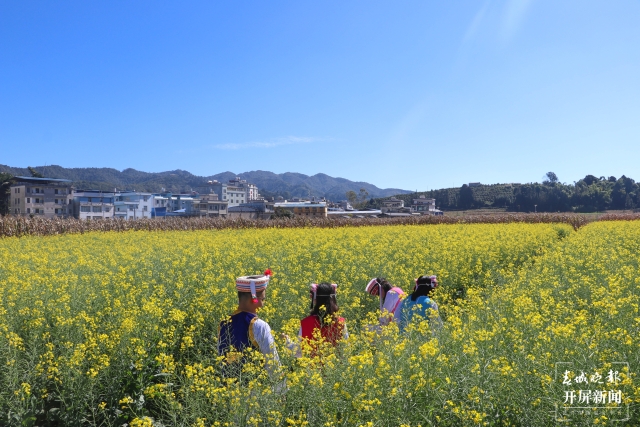 开屏策划｜冬至云南—元江油菜花（开屏新闻记者及通讯员 摄）