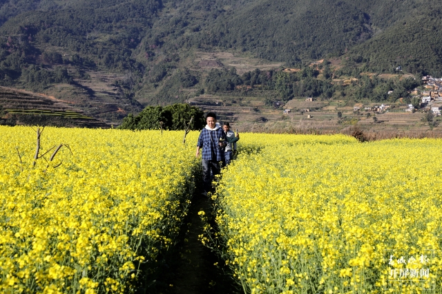 开屏策划｜冬至云南—元江油菜花（开屏新闻记者及通讯员 摄）