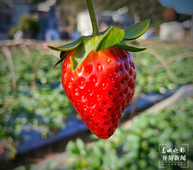 开屏策划｜冬至云南—峨山草莓（开屏新闻记者及通讯员 摄）
