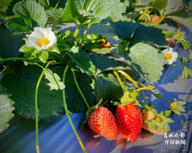 开屏策划｜冬至云南—峨山草莓（开屏新闻记者及通讯员 摄）
