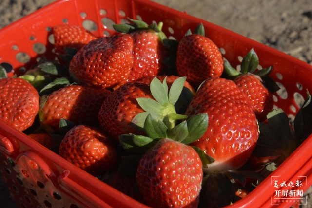 开屏策划｜冬至云南—峨山草莓（开屏新闻记者及通讯员 摄）