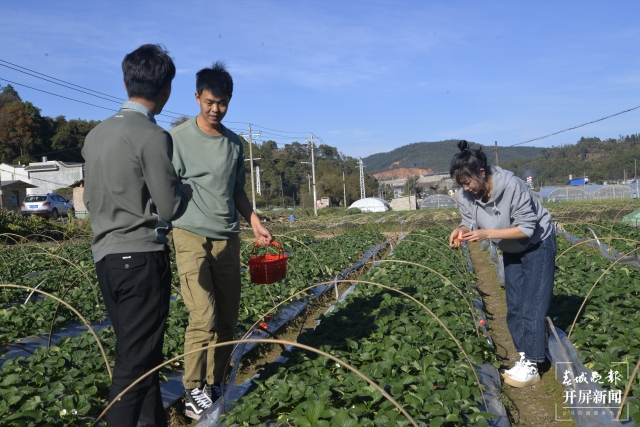 开屏策划｜冬至云南—峨山草莓（开屏新闻记者及通讯员 摄）