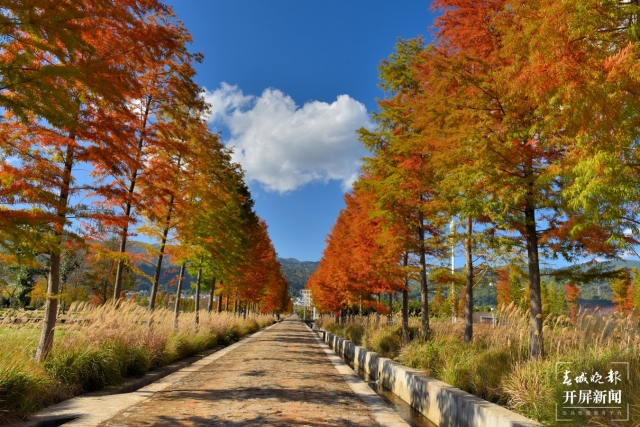 开屏策划｜冬至云南—保山昌宁落羽杉（开屏新闻记者及通讯员 摄）