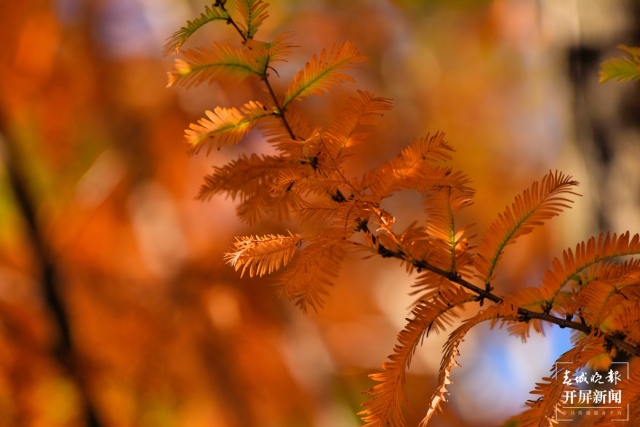 开屏策划｜冬至云南—保山昌宁落羽杉（开屏新闻记者及通讯员 摄）