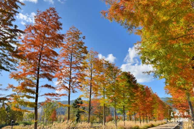 开屏策划｜冬至云南—保山昌宁落羽杉（开屏新闻记者及通讯员 摄）