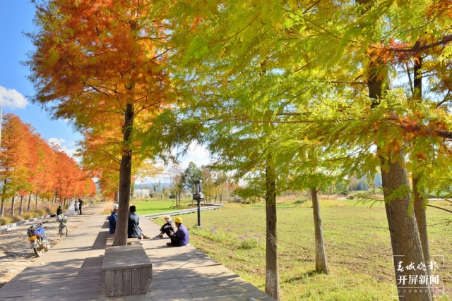 开屏策划｜冬至云南—保山昌宁落羽杉（开屏新闻记者及通讯员 摄）