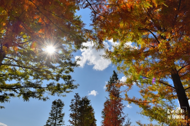 开屏策划｜冬至云南—保山昌宁落羽杉（开屏新闻记者及通讯员 摄）